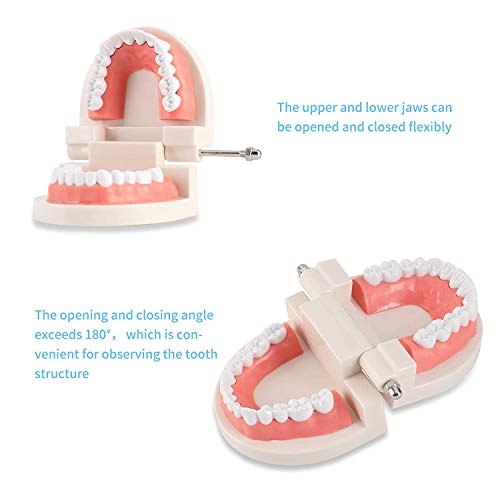 Standart Diş Modeli, Typodont Gösteri Protez Modeli|Ağız Diş Modeli Malzemeleri Çocuklar için, Diş Hekimi Öğrencileri, Hasta,