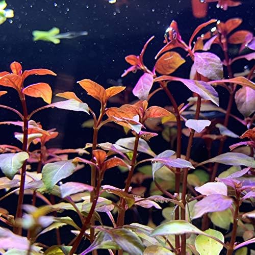 LUDWİGİA SP. 'Süper kırmızı Mini' - BUY3GET1FREE-Canlı Akvaryum Kırmızı Bitki AquaScape