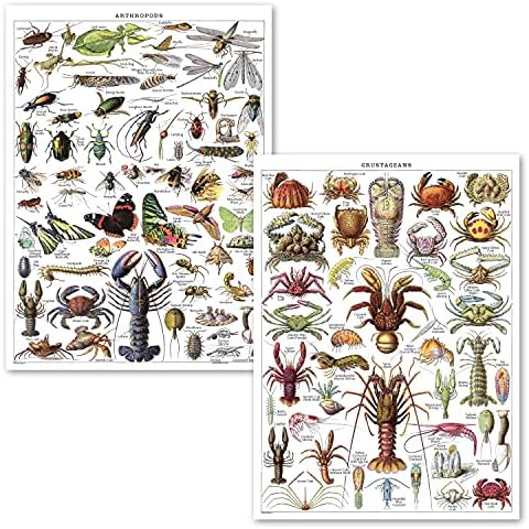 2 Paket-Vintage Eklembacaklılar ve Kabuklular Poster Baskıları-Entomoloji ve Deniz Yaşamı Tanımlama Referans Çizelgeleri (LAMİNE,