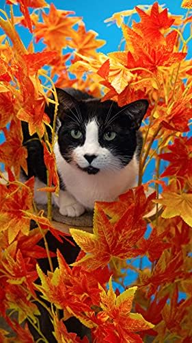 On2 Evcil Hayvanlar 5ft Değiştirilebilir Yapraklar Kedi Aktivite Ağacı, ABD'de Sevgi ve Özenle Yapılmış, Kapalı Kedi Kulesi,