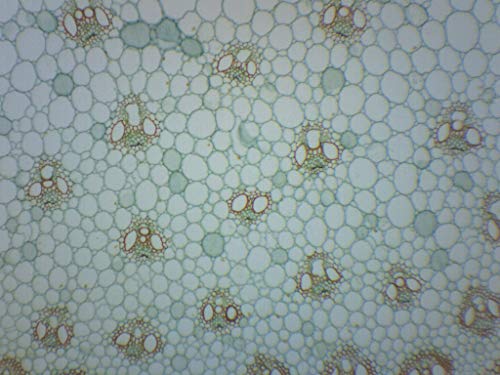 Zea Mays Sapı-Enine ve Boyuna Kesit-Hazırlanmış Mikroskop Lamı-75 x 25mm-Biyoloji ve Mikroskopi-Eısco Labs