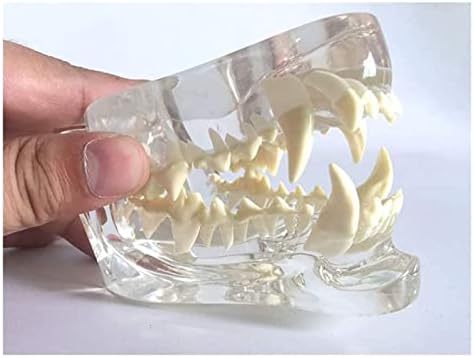 ACCDUER Köpek Diş Modeli, Hayvan Vücut Anatomisi Çoğaltma, Köpek Kafası Köpek Eklem Üst ve Alt Çene Köpek Diş Modeli, Şeffaf