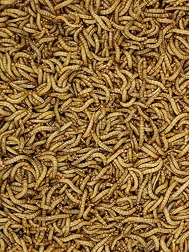 Canlı Solucanlar - 500 Canlı Mealworms Pet Kuş Yemi, Sürüngen, Kertenkele Gıda Canlı Yemek Solucan Kurtçukları Besleyici BİLUXO